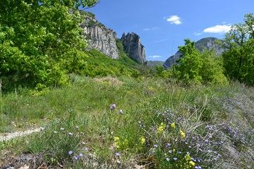 flowers and cliffs at saou drome provencale france